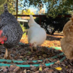 Le caractère des poules