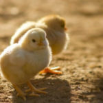 Comment élever des poussins