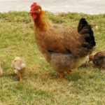 Poules et poussins