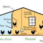 Un poulailler idéal
